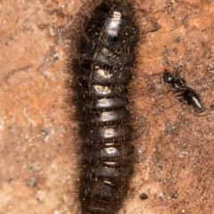 Ecnolagria sp. (genus) at Flynn, ACT - 26 Aug 2024 01:34 PM