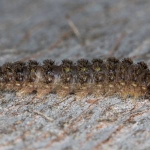 Halone (genus) at Flynn, ACT - 26 Aug 2024 01:40 PM