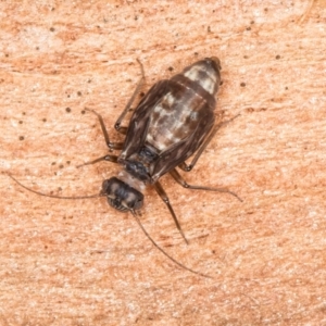 Psocodea 'Psocoptera' sp. (order) at Flynn, ACT - 26 Aug 2024 01:45 PM