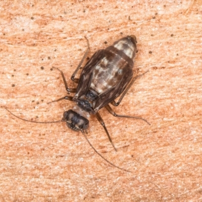 Psocodea 'Psocoptera' sp. (order) (Unidentified plant louse) at Flynn, ACT - 26 Aug 2024 by kasiaaus