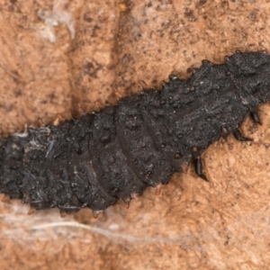 Lycidae sp. (family) at Flynn, ACT - 26 Aug 2024 01:48 PM