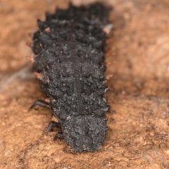 Lycidae sp. (family) at Flynn, ACT - 26 Aug 2024 01:48 PM