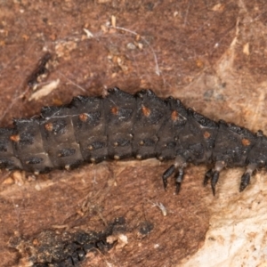 Lycidae sp. (family) at Flynn, ACT - 26 Aug 2024 01:48 PM