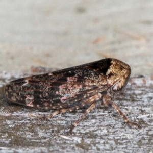 Eurymeloides adspersa at Flynn, ACT - 26 Aug 2024 01:58 PM