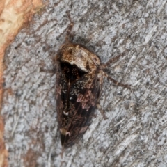 Eurymeloides adspersa at Flynn, ACT - 26 Aug 2024 01:58 PM