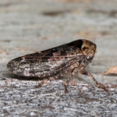 Eurymeloides adspersa at Flynn, ACT - 26 Aug 2024 01:58 PM