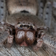 Isopeda canberrana (Canberra Huntsman Spider) at Flynn, ACT - 26 Aug 2024 by kasiaaus