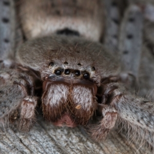 Isopeda canberrana at Flynn, ACT - 26 Aug 2024 02:12 PM