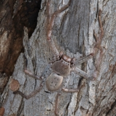 Isopeda canberrana at Flynn, ACT - 26 Aug 2024 02:12 PM