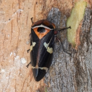 Eurymeloides pulchra at Flynn, ACT - 26 Aug 2024