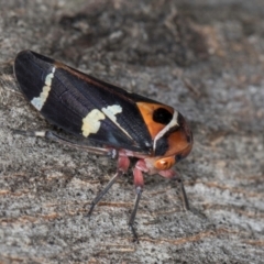 Eurymeloides pulchra at Flynn, ACT - 26 Aug 2024 02:15 PM