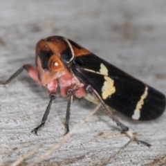 Eurymeloides pulchra at Flynn, ACT - 26 Aug 2024