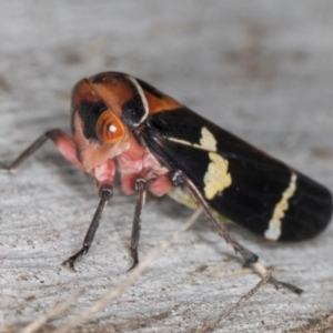 Eurymeloides pulchra at Flynn, ACT - 26 Aug 2024 02:15 PM