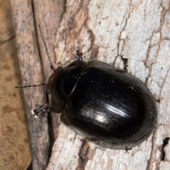 Paropsisterna morio (Morio leaf beetle) at Flynn, ACT - 26 Aug 2024 by kasiaaus