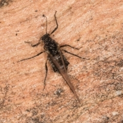 Tuberolachnus salignus (Giant willow aphid) at Flynn, ACT - 26 Aug 2024 by kasiaaus