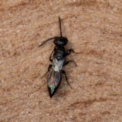 Unverified Wasp (Hymenoptera, Apocrita) at Flynn, ACT - 26 Aug 2024 by kasiaaus