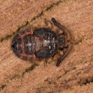 Aradellus cygnalis at Flynn, ACT - 26 Aug 2024