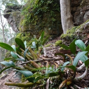 Dendrobium speciosum var. speciosum at Jerrawangala, NSW - suppressed