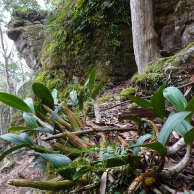 Dendrobium speciosum var. speciosum (Sydney Rock Orchid) at Jerrawangala, NSW - 17 Apr 2024 by RobG1