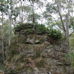 Dendrobium speciosum var. speciosum at Jerrawangala, NSW - suppressed