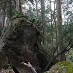 Thelychiton speciosa var. speciosa at Jerrawangala, NSW - suppressed