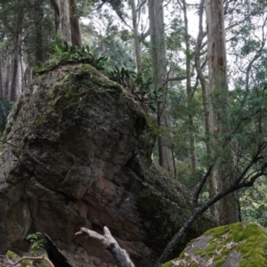 Dendrobium speciosum var. speciosum at Jerrawangala, NSW - suppressed