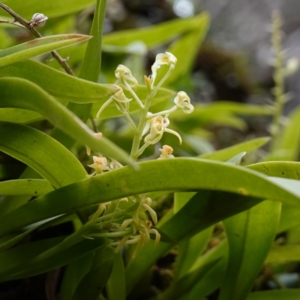 Cestichis reflexa at Jerrawangala, NSW - suppressed