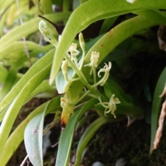 Cestichis reflexa at Jerrawangala, NSW - suppressed