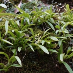 Cestichis reflexa at Jerrawangala, NSW - suppressed