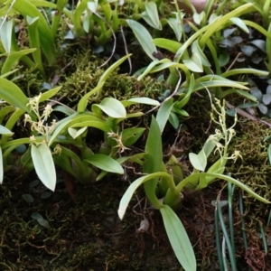 Cestichis reflexa at Jerrawangala, NSW - suppressed