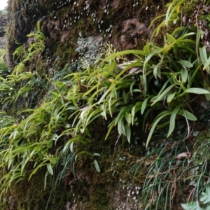 Cestichis reflexa at Jerrawangala, NSW - suppressed