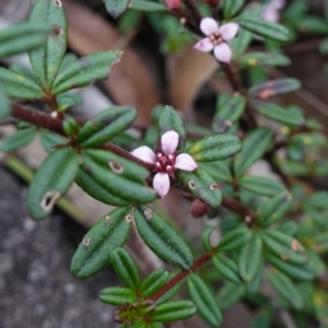 Zieria pilosa at Jerrawangala, NSW - suppressed