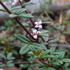 Zieria pilosa at Jerrawangala, NSW - suppressed