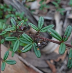 Zieria pilosa at Jerrawangala, NSW - 17 Apr 2024