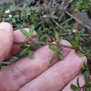 Zieria pilosa at Jerrawangala, NSW - 17 Apr 2024