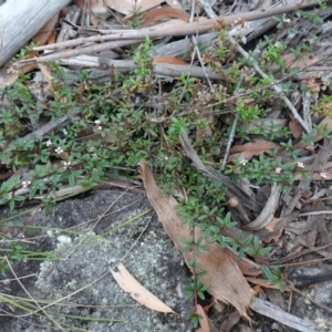 Zieria pilosa at Jerrawangala, NSW - 17 Apr 2024