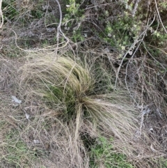 Nassella trichotoma (Serrated Tussock) at Watson, ACT - 26 Aug 2024 by waltraud