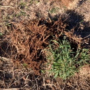 Phalaris aquatica at Watson, ACT - 26 Aug 2024 04:12 PM