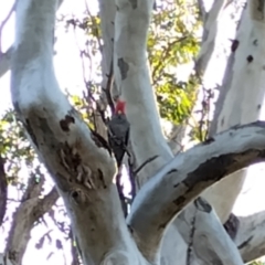 Callocephalon fimbriatum (Gang-gang Cockatoo) at Phillip, ACT - 27 Aug 2024 by shube