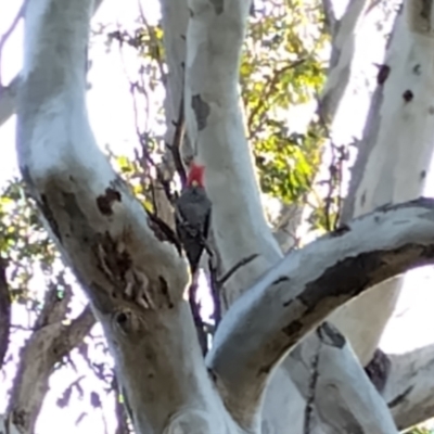 Callocephalon fimbriatum (Gang-gang Cockatoo) at Phillip, ACT - 27 Aug 2024 by shube
