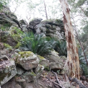 Macrozamia communis at Jerrawangala, NSW - suppressed