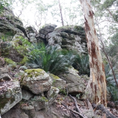 Macrozamia communis (Burrawang) at Jerrawangala, NSW - 17 Apr 2024 by RobG1