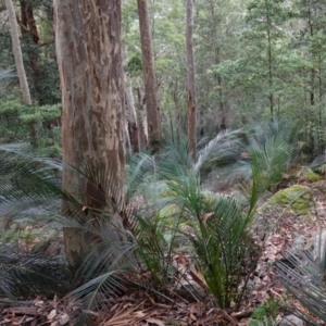 Macrozamia communis at Jerrawangala, NSW - suppressed