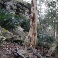 Macrozamia communis at Jerrawangala, NSW - suppressed