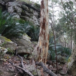 Macrozamia communis at Jerrawangala, NSW - suppressed