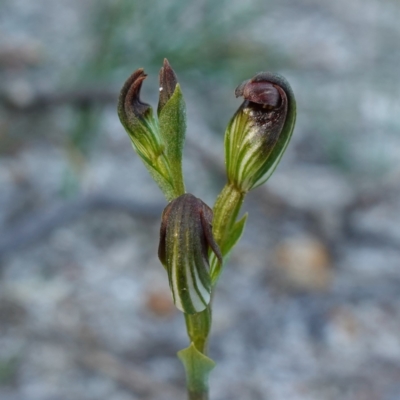 Speculantha furva (Swarthy Tiny Greenhood) at Vincentia, NSW - 16 Apr 2024 by RobG1