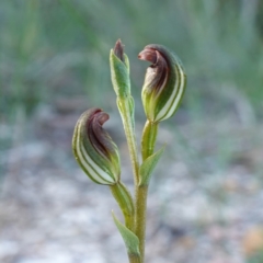 Speculantha furva at Vincentia, NSW - suppressed