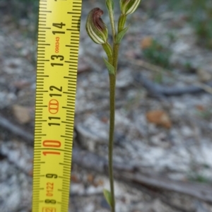 Speculantha furva at Vincentia, NSW - suppressed