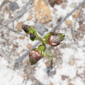 Speculantha furva at Vincentia, NSW - suppressed