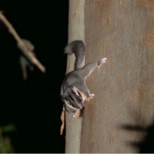 Gymnobelideus leadbeateri at suppressed - 24 Sep 2023